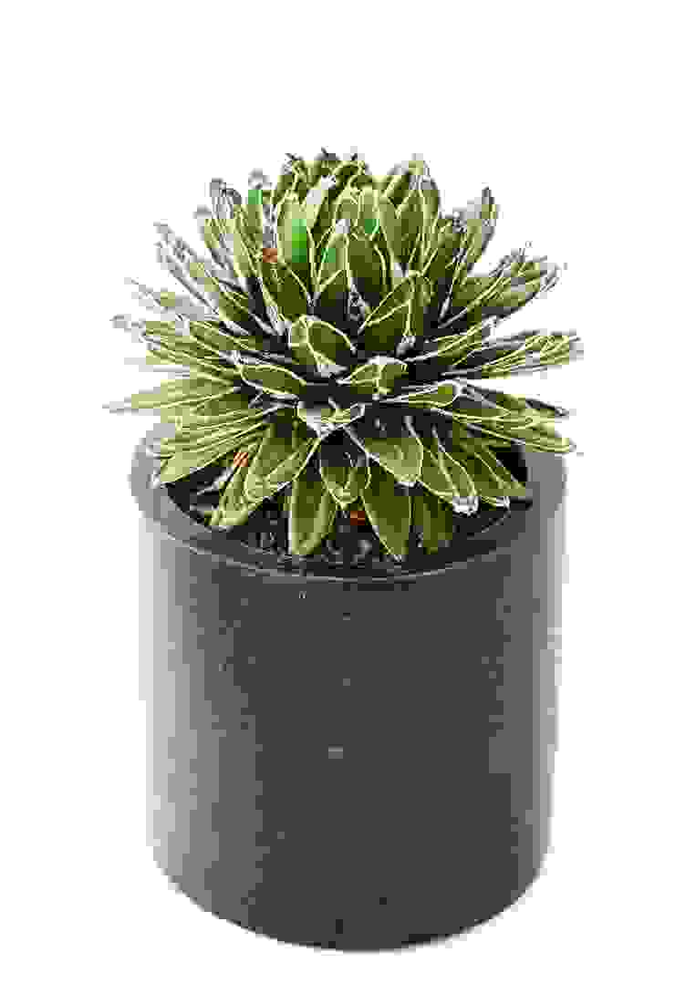 미니 가든 GARDEN STUDIO GartenPflanzen und Blumen