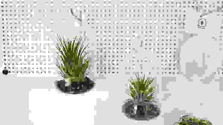 미니 가든 GARDEN STUDIO GartenPflanzen und Blumen
