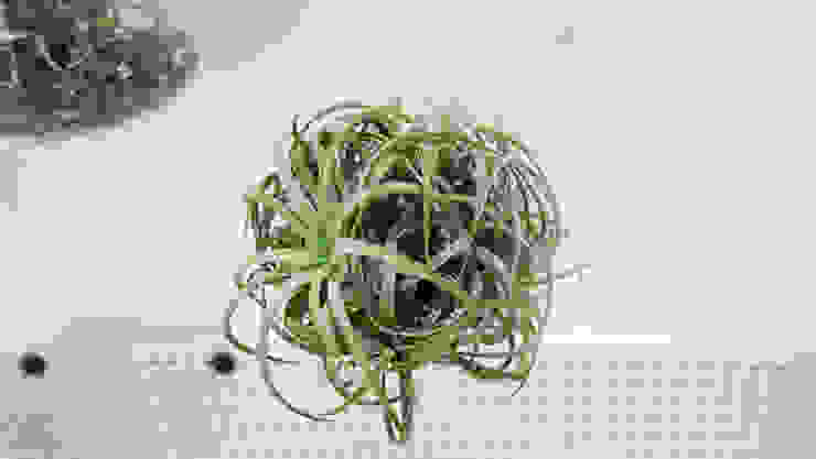 미니 가든 GARDEN STUDIO GartenPflanzen und Blumen