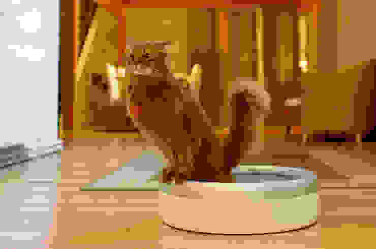 homify