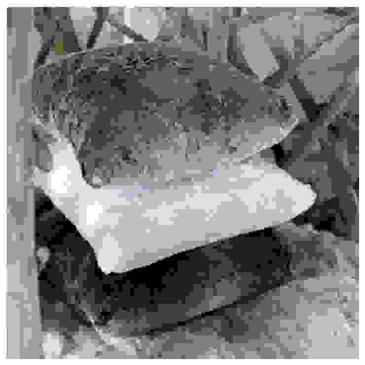 Fiolini Sala de estarAcessórios e Decoração