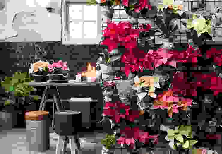 室内で屋外植物を育てよう Homify