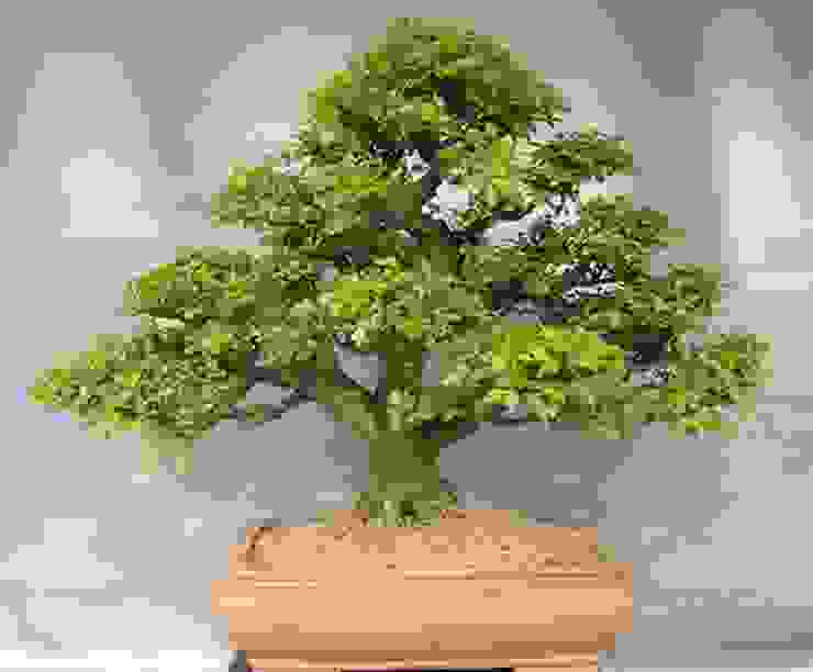 Bonsai Auch Fur Das Zimmer Geeignet By Bonsai Shopping Homify