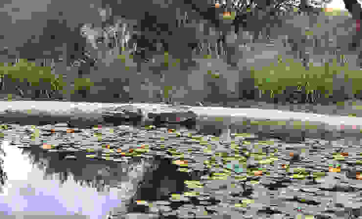 Garden with natural swimming pool Atelier Jardins do Sul Eclectic style garden