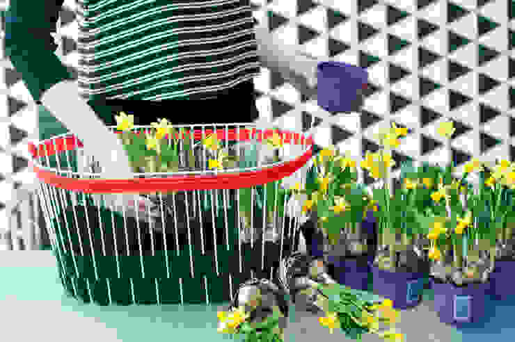 Die Narzisse – Zimmerpflanze des Monats Februar 2016, Pflanzenfreude.de Pflanzenfreude.de Interior garden Interior landscaping
