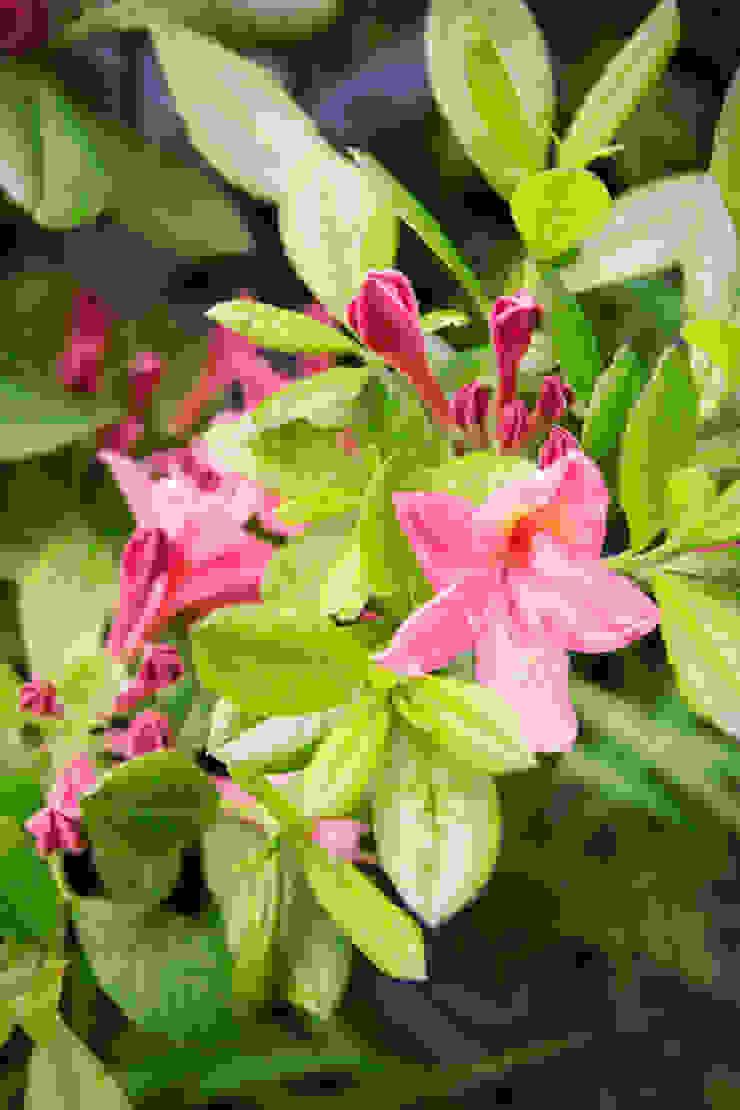 Pflanzenfreude.de Classic style garden