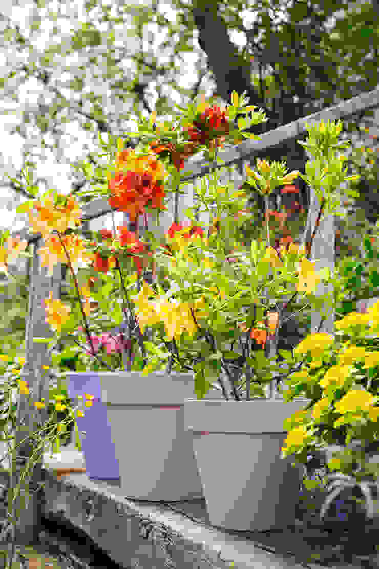 Pflanzenfreude.de Modern Garden