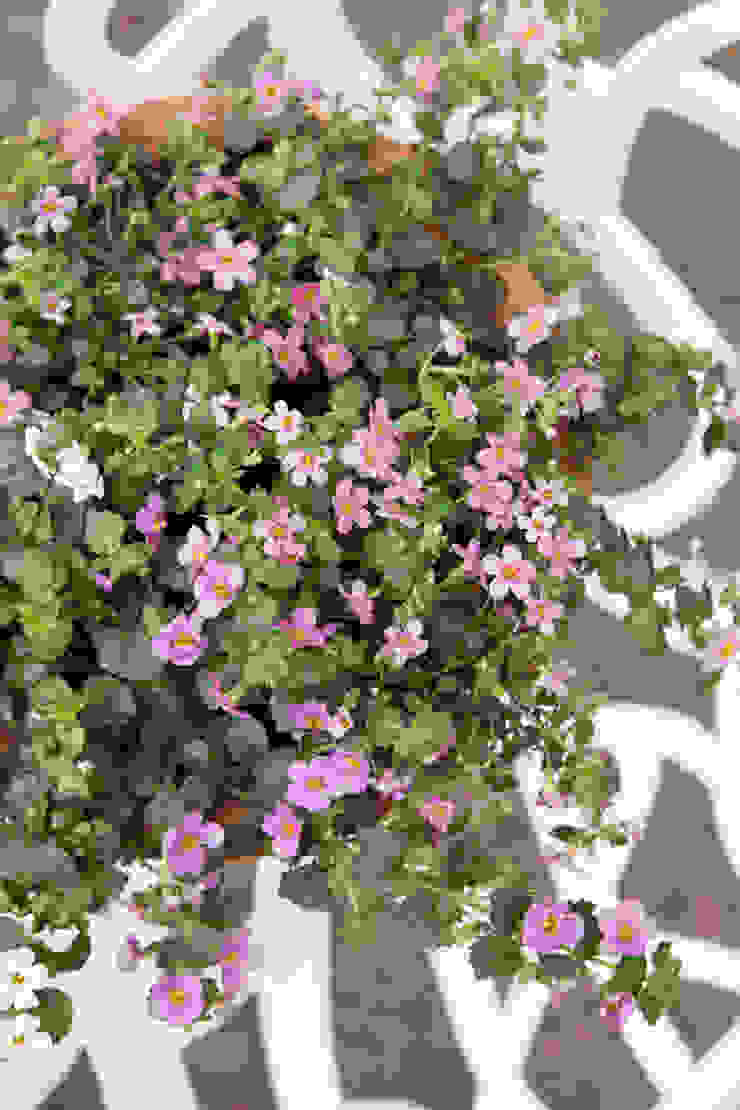 Pflanzenfreude.de Classic style garden