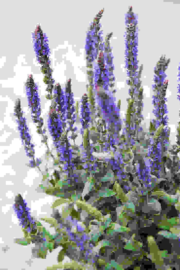 Pflanzenfreude.de Modern Garden