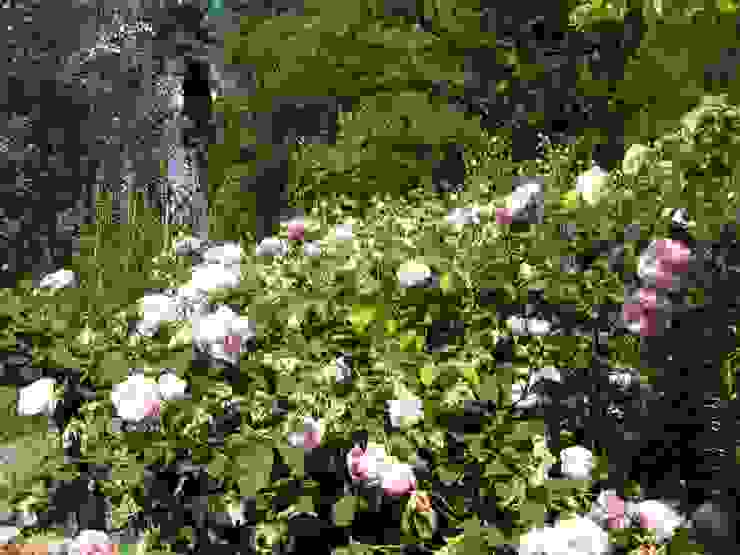 Arboles Y Arbustos Para Un Jardin Pequeno Con Encanto Homify