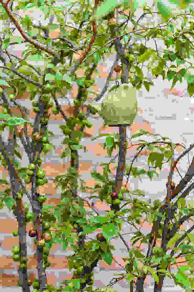 Tria Arquitetura Eclectic style garden