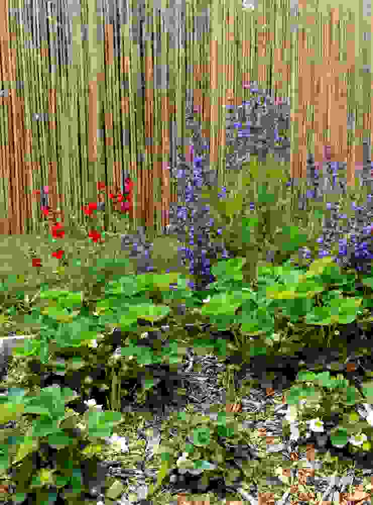 Sauges et fraisiers Constans Paysage Jardin classique salvia microphyla,lavandulifolia,sauges,massif fleuri,fleurs,vivaces,fraisiers,jardin,clôture bambou