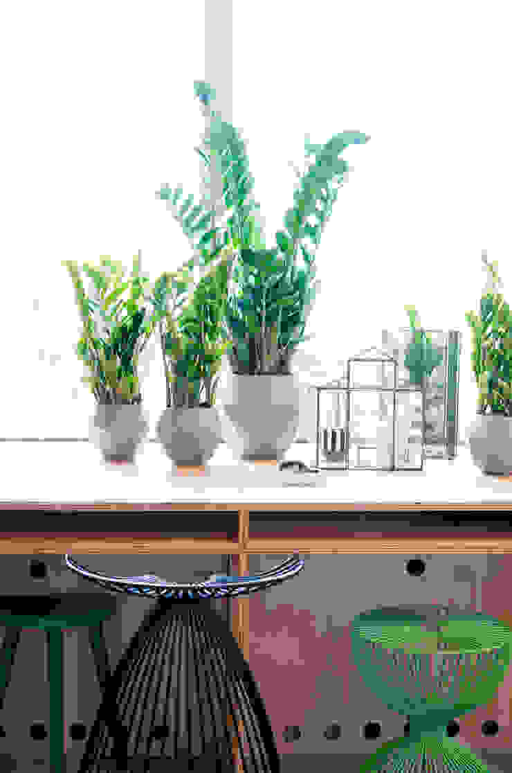 ​Anordnung verschiedener Zamioculcas in weißen Töpfen Pflanzenfreude.de Innengarten Raumbegrünung
