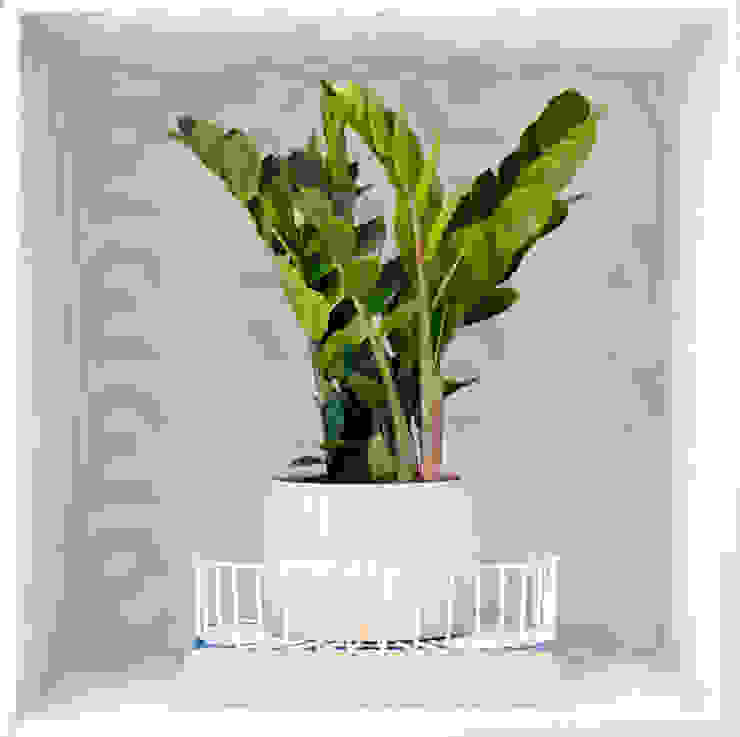 Prächtiges Grün der Zamioculcas vor schlichtem Hintergrund Pflanzenfreude.de Innengarten Raumbegrünung
