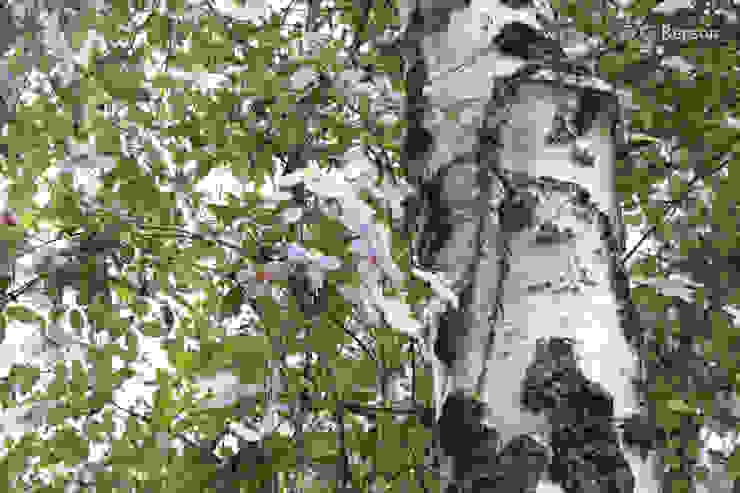 Detail im verwunschenen Märchengarten dirlenbach - garten mit stil Garten im Landhausstil sommer,Blüte,Clematis,Birke,Kletterpflanze,Baum,Grün,rosa,weiß,lila