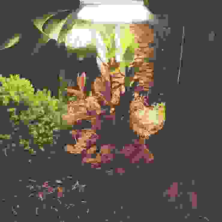 Terrarium Lamp - Personalised homify Paisagismo de interior Vidro Lamps,decor,design,plants