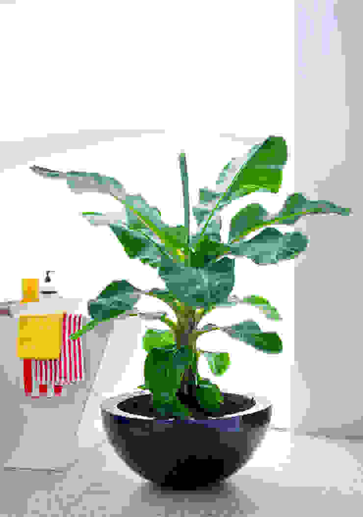 Zimmerpflanze des Monats 2017, Pflanzenfreude.de Pflanzenfreude.de Innengarten Mehrfarbig Raumbegrünung