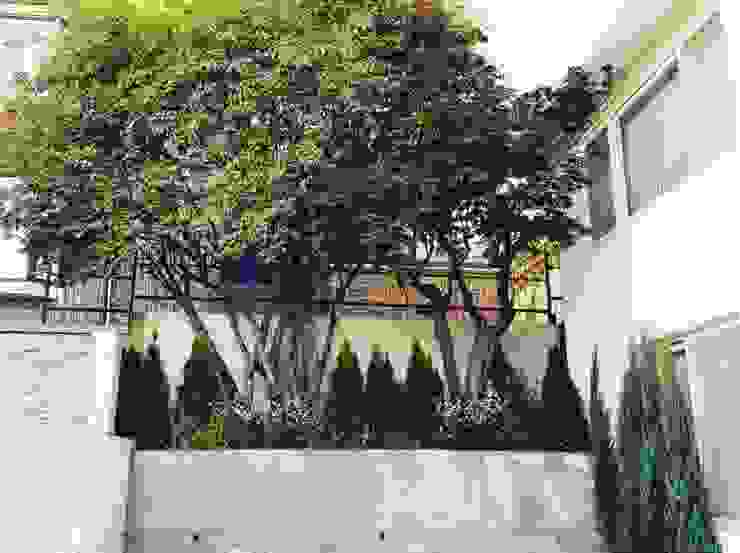 역삼동 주택 정원 보테니크 모던스타일 정원 낮,재산,건물,식물,녹색,잎,나뭇 가지,건축학,도로 표면,창문