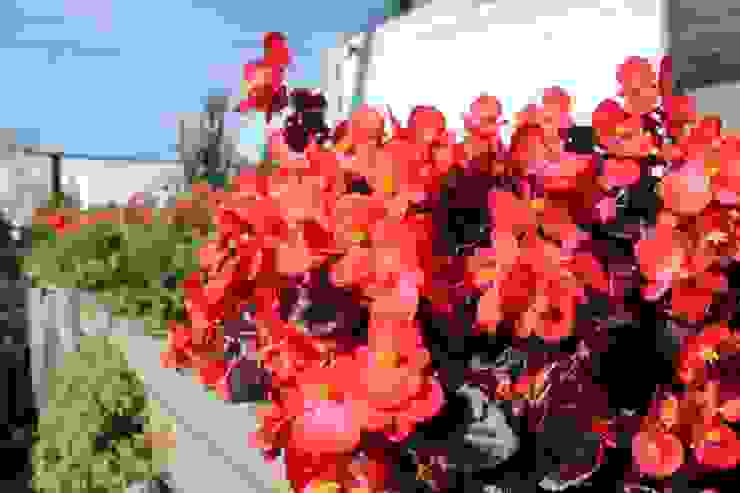 Huerta Amaranta Homify Productos de cuidado personal en base a aromaterapia con ingredientes 100% orgánicos y libres de crueldad animal ���. huerta amaranta homify