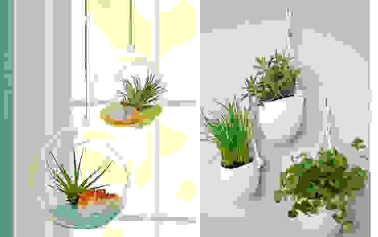 Ideas para decorar con plantas Decopot.es Paredes y pisos de estilo moderno