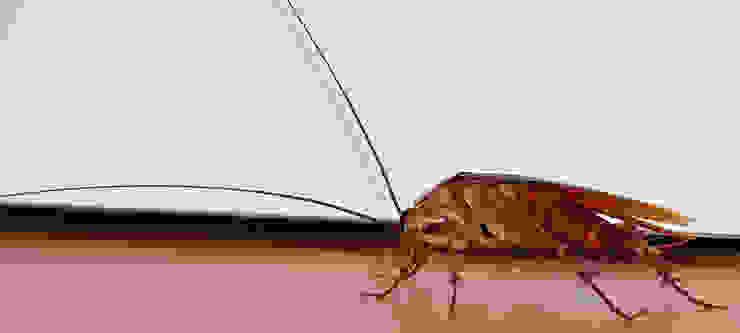 Cockroach Treatment Services Solid Hygiene Solutions Cape Town