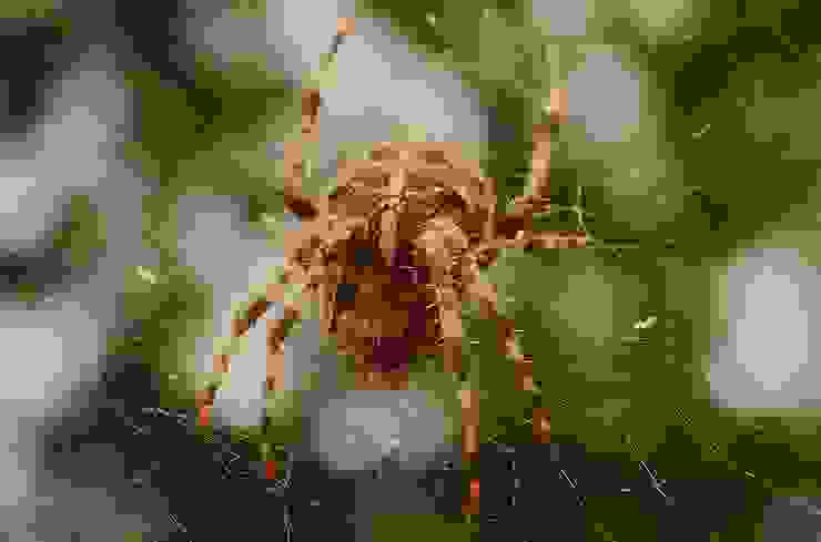 Spider Control Solutions Pest Managers Cape Town