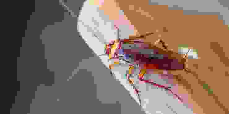 Cockroach Removal Services Pest Managers Cape Town