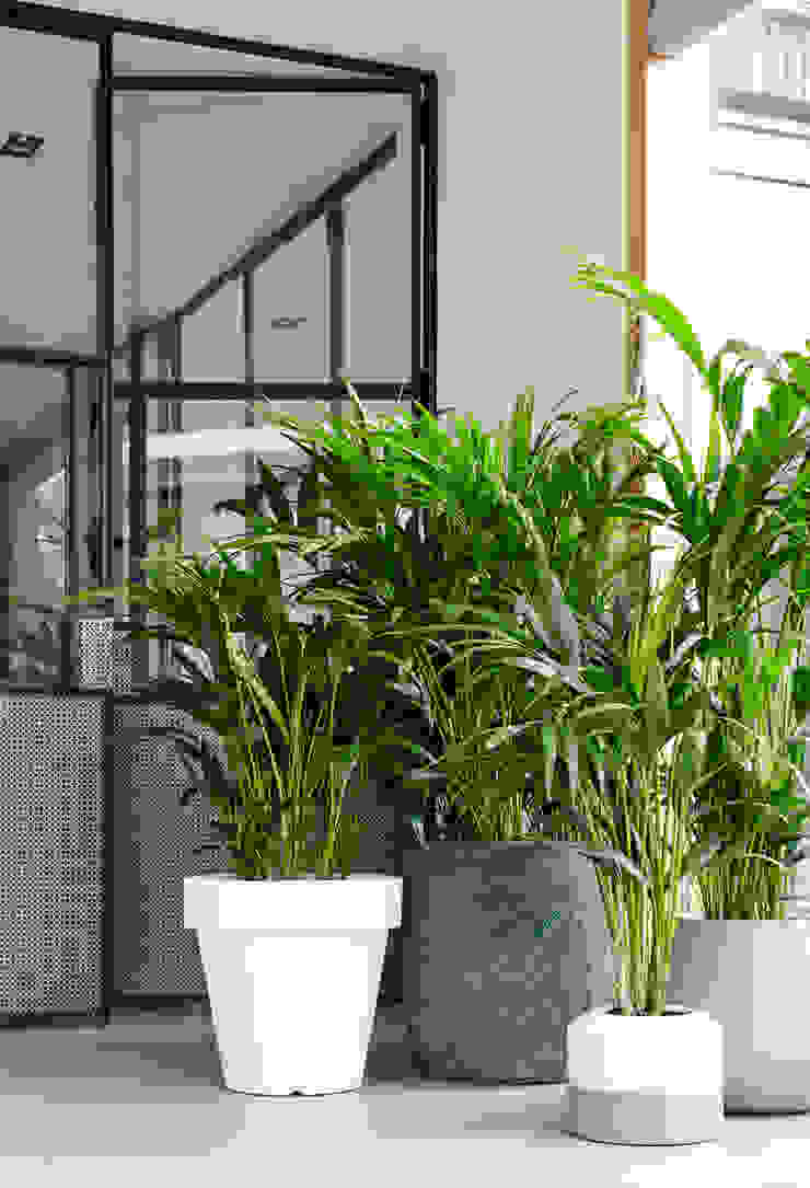 Weiße, stufige Töpfe geben der Kentia Leichtigkeit Pflanzenfreude.de Moderne Wohnzimmer Kentia,Palme,Pflanze,Zimmerpflanze,Wohnen,Interior,Accessoires und Dekoration