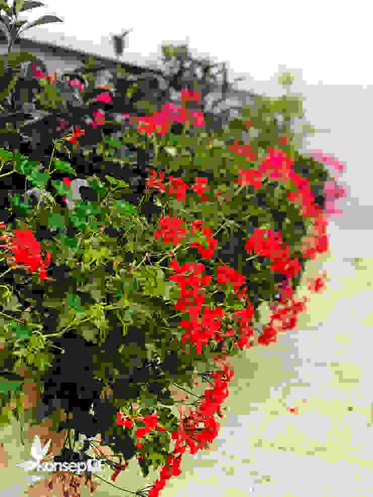 K.A ÖZEL KONUT PEYZAJ Uygulama & Bakım konseptDE Peyzaj Fidancılık Tic. Ltd. Şti. Klasik Bahçe yalova,konseptde peyzaj,italyan sardunya,pelargonium