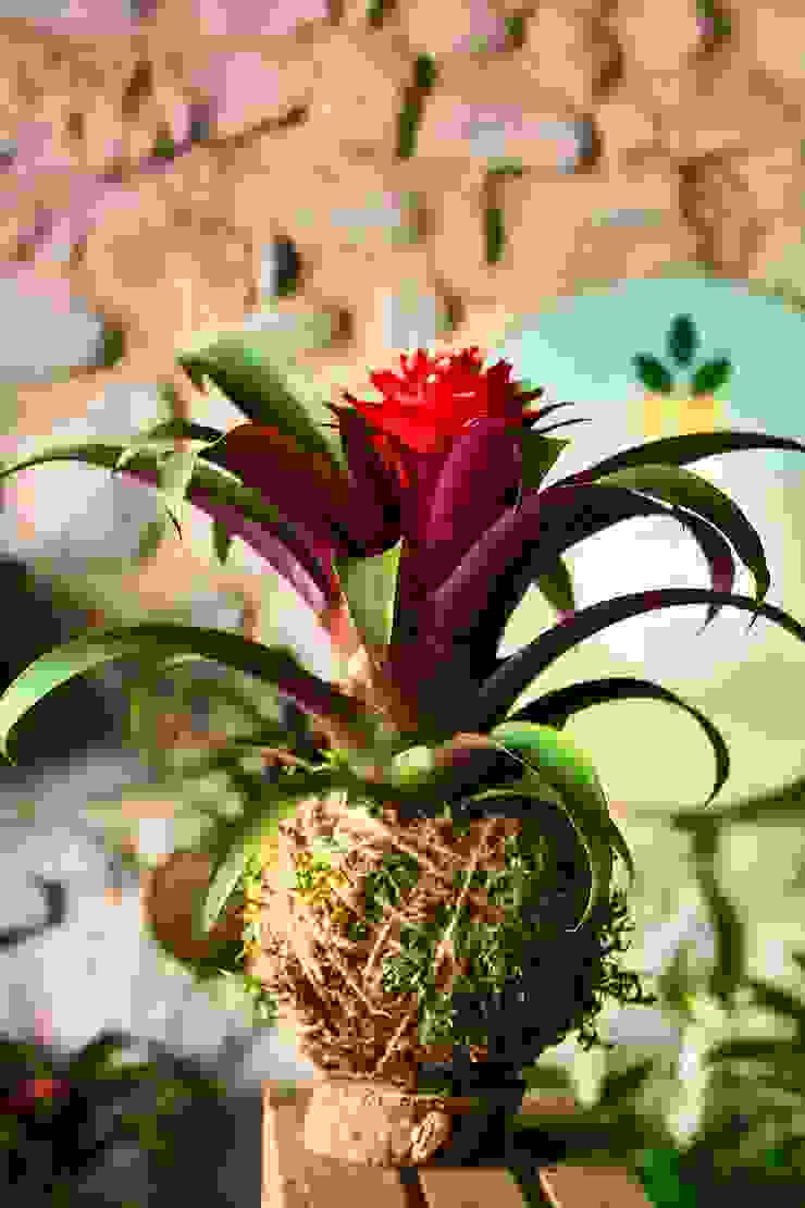 Kokedama Bromelia rossa, Il Giardino di Vetro Il Giardino di Vetro