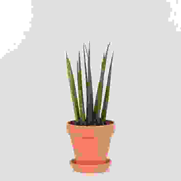 sansevieria cylindrica | vaso de barro Bioma Plants Paisagismo de interior planta de interior, planta natural, escritório, interior design, decoração, sansevieria