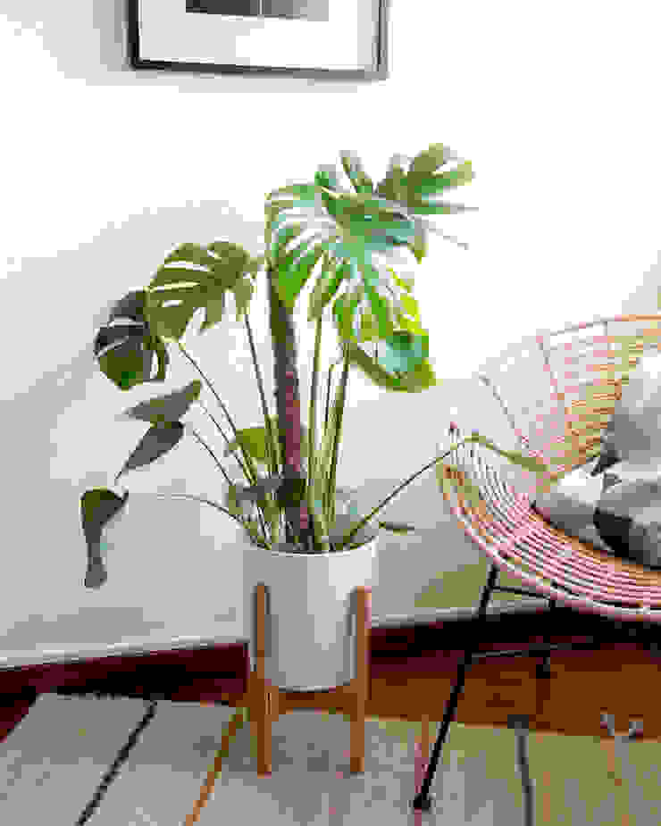 10 Plantas de Interior Para Iniciantes, Urban Jungle - Plantas e Projectos Urban Jungle - Plantas e Projectos Moderne tuinen Planten & accessoires