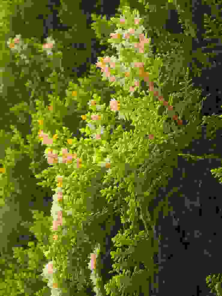 Heckenpflanzen als natürlicher Sichtschutz homify