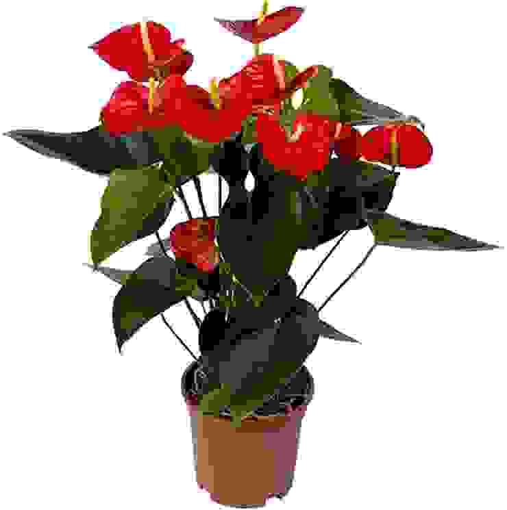 Anthurium with flowers, Press profile homify Press profile homify Binnentuin