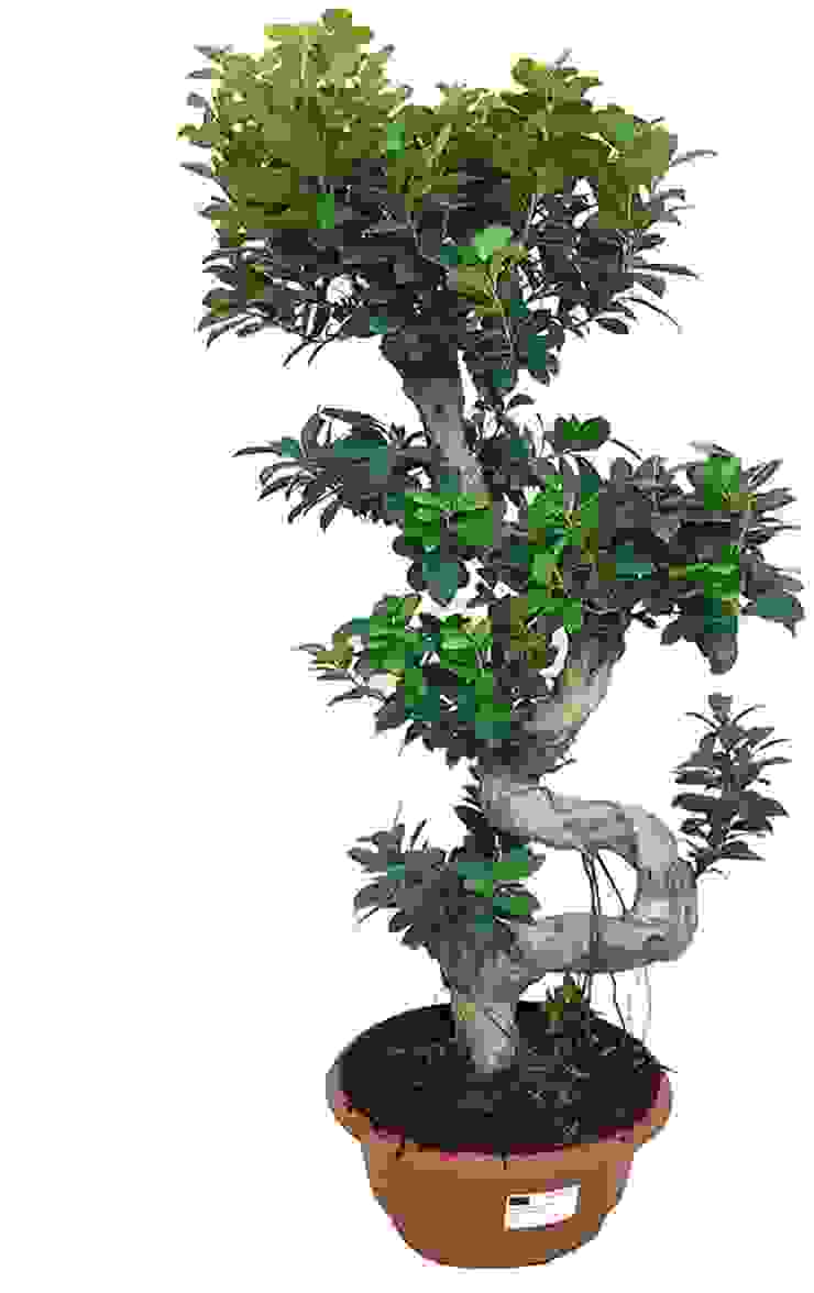 Natural bonsai Press profile homify Jardines japoneses Planta, Maceta, Planta de casa, Rama, planta terrestre, Árbol, Bonsái, planta leñosa, Tronco, materiales naturales