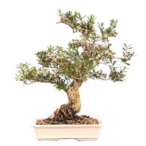Bonsai - auch für das Zimmer geeignet by Bonsai-Shopping | homify Bonsai - auch für das Zimmer geeignet by Bonsai-Shopping | homify
