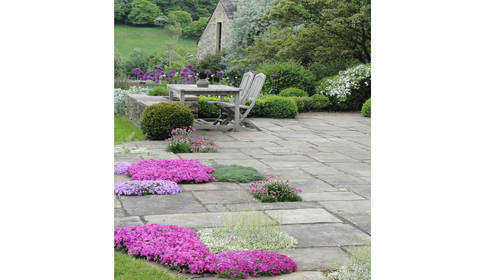 holmfirth garden phlox growing in paving caroline benedict smith garden design cheshire terrace - Garden Design Cheshire holmfirth garden phlox growing in paving caroline benedict smith garden design cheshire terrace - Garden Design Cheshire