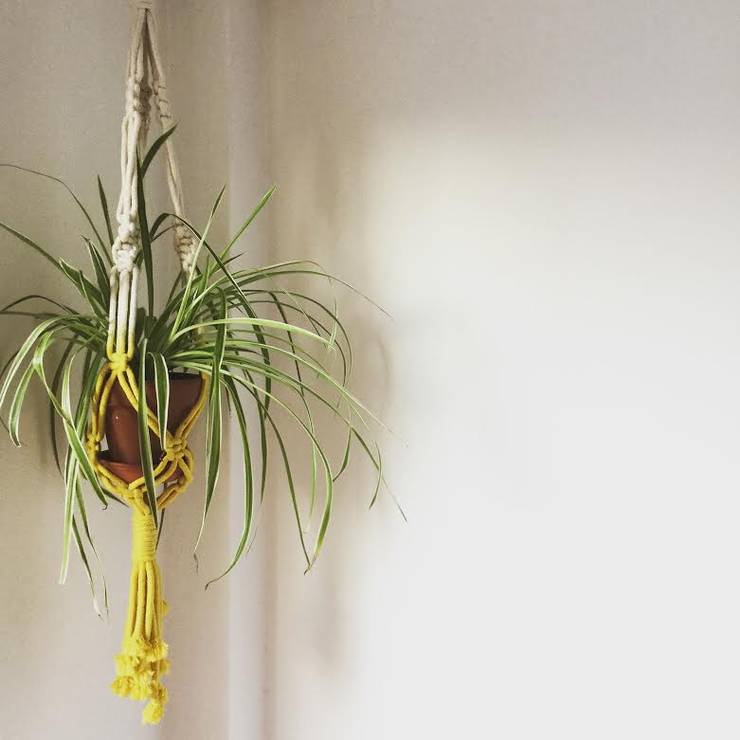 Plantas de sombra - ¡Qué el interior de tu hogar luzca de maravilla!