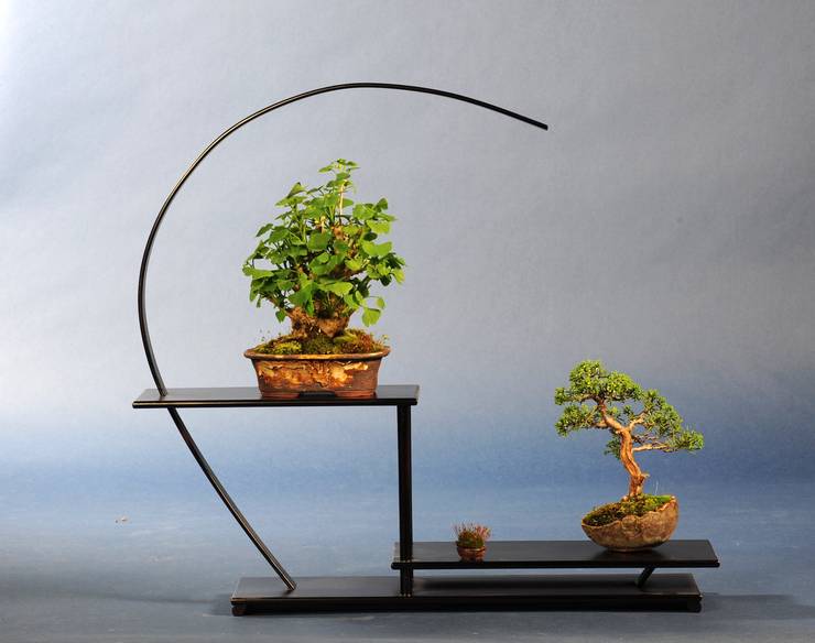 Bonsái tipos y cuidados