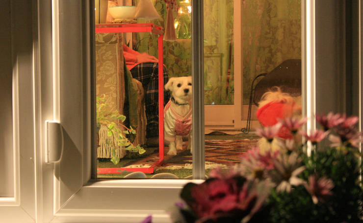 Traditional Lean-to Full Height Model Tomomi's トモミズ モダンデザインの テラス 白色 犬,花,窓,工場,犬種,肉食動物,インテリア・デザイン,子鹿,コンパニオンドッグ,美術
