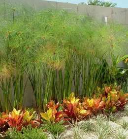 10 ideas para arreglar tu patio con menos de 1000 pesos