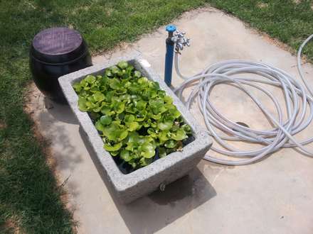 Garden: design ideas & pictures | homify