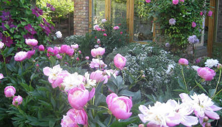 my cheshire garden peonies bowl of beauty caroline benedict smith garden design cheshire - Garden Designs Ideas my cheshire garden peonies bowl of beauty caroline benedict smith garden design cheshire - Garden Designs Ideas
