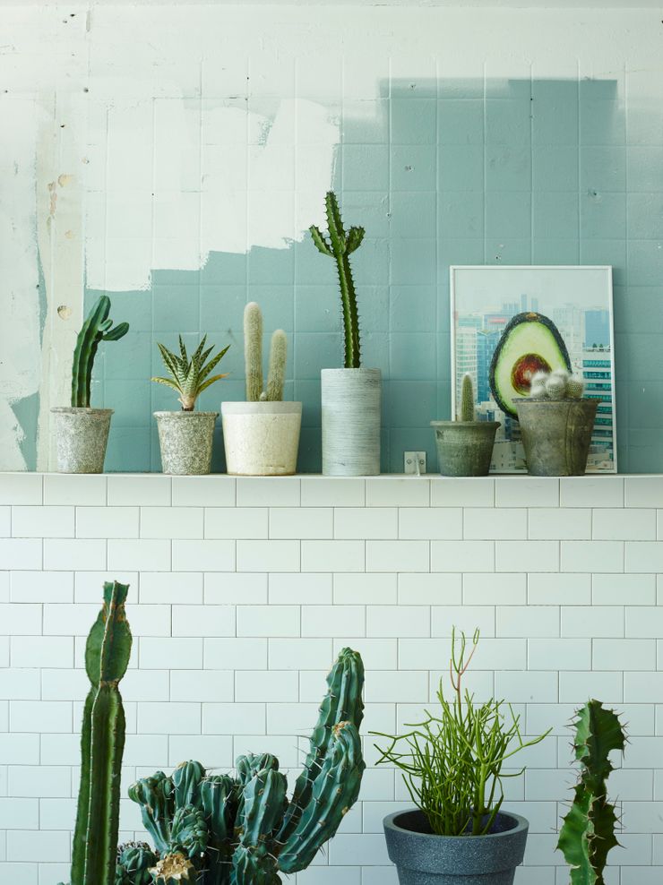 미니 가든 GARDEN STUDIO GartenPflanzen und Blumen