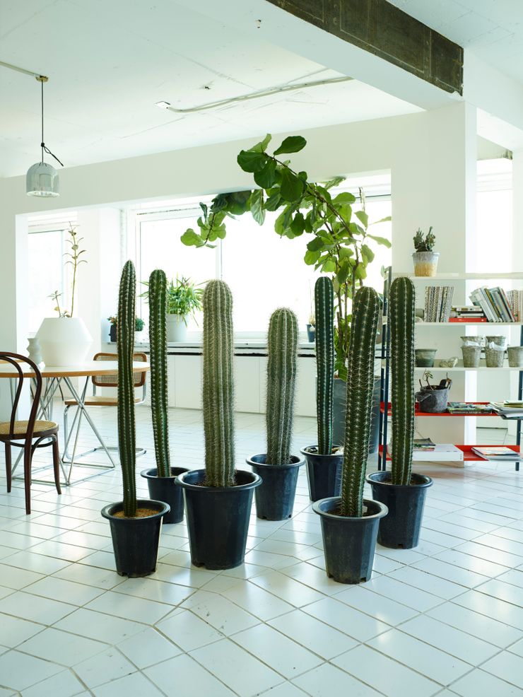 미니 가든 GARDEN STUDIO GartenPflanzen und Blumen