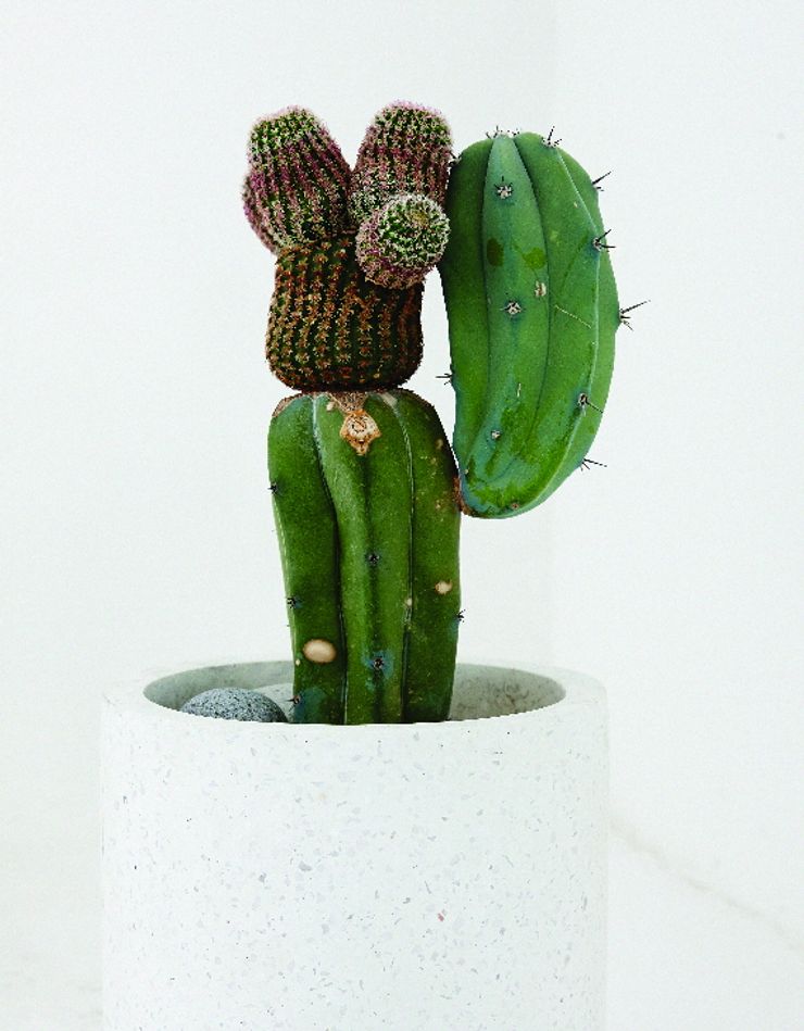 미니 가든 GARDEN STUDIO GartenPflanzen und Blumen