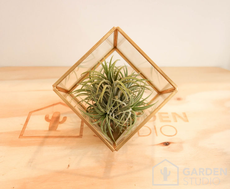 미니 가든 GARDEN STUDIO GartenPflanzen und Blumen