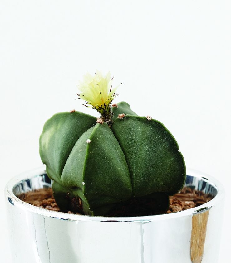 미니 가든 GARDEN STUDIO GartenPflanzen und Blumen