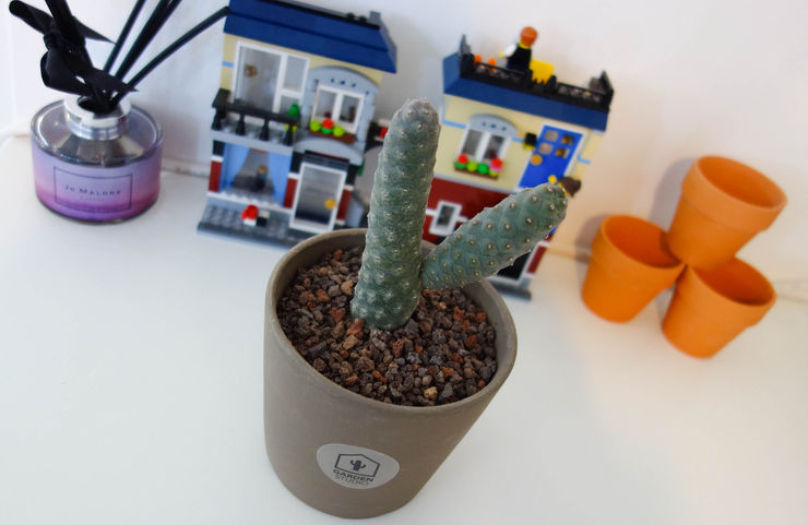 미니 가든 GARDEN STUDIO GartenPflanzen und Blumen