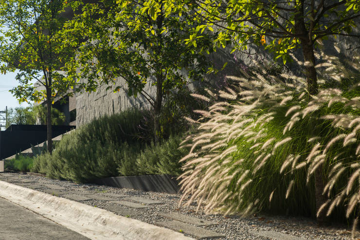 Las 10 mejores plantas de exterior para jardines modernos